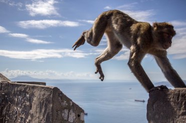 The monkeys are also known for stealing food and belongings from tourists visiting the hill.